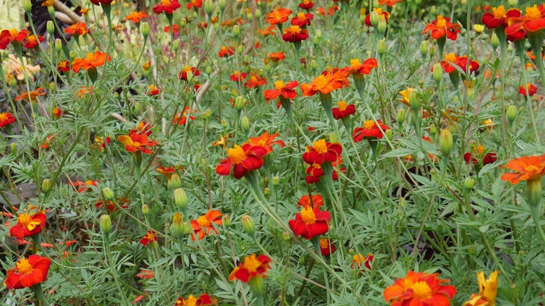 Vibrant colours in the Cottage Garden at Sissinghurst